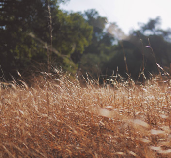 哈化柏挑战现状，力图扭转乾坤